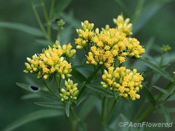 Common grassleaf goldenrod